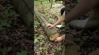 Как перемещать тяжелые бревна вручную 🪵