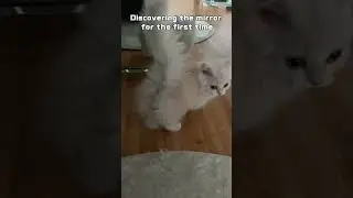 Discovering mirror for the first time 🐱