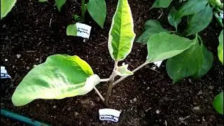 POTAGER 2022 -  SUPERBE EVOLUTION DES SERRES A TOMATES -  Vid&eacute;o diff&eacute;r&eacute;e