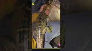 Amazon Jungle Real Life Monster Snake || #shorts