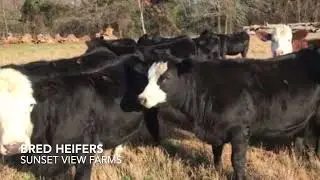 Sunset View Farms - Bred Heifers