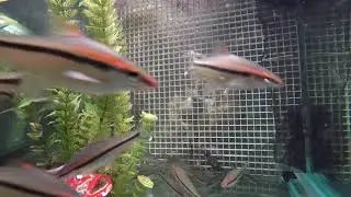 Feeding hemiodus tetra, denisonii, firemouth, salvini, yoyo, harlequin lancer, bala, RT shark, EBJD