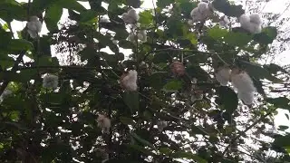 रुई का पेड़    कपास का पेड़ cotton  Ka tree