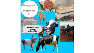 गौशाला में सफाईअभियान
