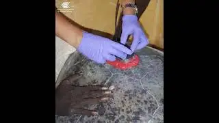 How scientists attach a satellite tag to sea turtles
