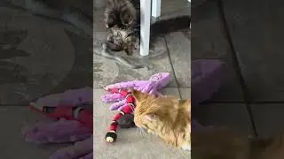 Котята мейн-куны полидакты Добрыня и Дизель  #cat #polydactyl  #мейнкун # полидакт
