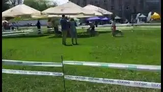 18 мая 2019  Одесса CACIB- FCI сибирских Хаски сравнение на  ВОВ