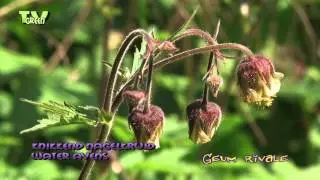 Knikkend nagelkruid - Geum rivale -  Water avens