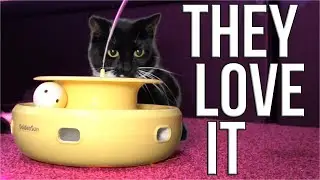 They Won't Stop Playing With This | Golden Sun / ORSDA 3 in 1 Cat Toy