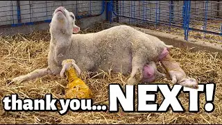 thank you, NEXT.😳 | LAMBS EVERYWHERE!!!😬 | Summer Lambing 2021 | Vlog 460