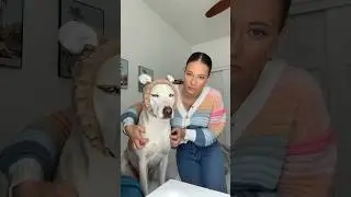 Giving my dog a relaxing spa day✨#dogshorts #dog #dogmom #pets #petlover #dogowner #beauty #skincare