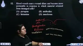 Blood vessels near a wound dilate and become more permeable in response to which material releas....
