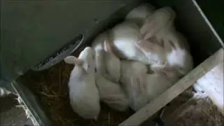 mali i veliki PANONSKI KUNIĆI - video 23.02.2019.