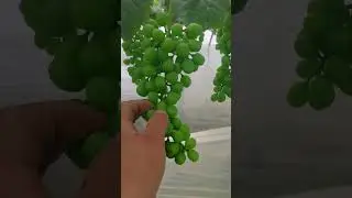 This grape has a nice name&mdash;sunshine Rose