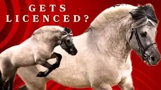 Everything You Need to Know About Stallion Licensing