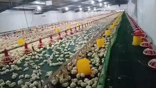 Poultry Farm Process Day 1-Harvest (BROILER)