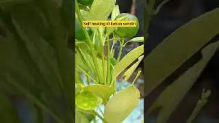 Self Healing di Kebun Sendiri #garden #gardening #berkebun #tanamanbuah #fyp