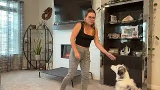 How to Teach Your Dog &ldquo;Place&rdquo; (Step-by-Step Training Guide)