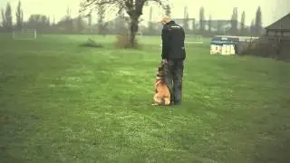 Britannia K9 tactical training | Video by @PacmanTV
