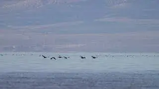 Stock Video - Cormorants flying over the surface of Utah Lake