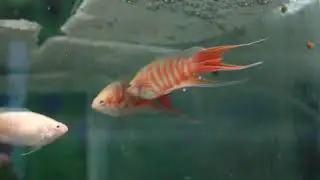 Paradicsomhal bar&aacute;ts&aacute;g (Macropodus opercularis albino friendship)
