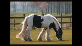 Stallion Hugo Boss