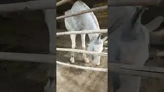 Horse funn video 