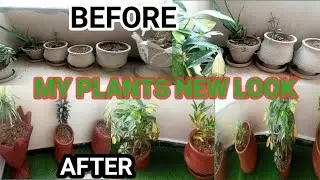 How to Repot New and Old Plants / RECOVER PLANT FROM SHOCK&nbsp;#repotting&nbsp;#plants&nbsp;#gardening