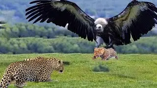 Eagle Takes Down a Leopard&ndash; Unbelievable Wildlife Moment | Animal Fights 2025  #animals