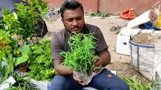 Weekly Flower Plants Market In Kolkata || Kolkata Largest Flower Plants Market At Galiff Street