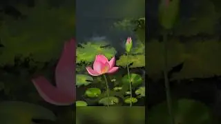 Digital Art of the Legendary Flower #shorts #Digitalart