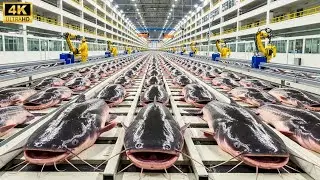 Inside the Massive Catfish Factory: How Millions of Fish Are Processed Daily