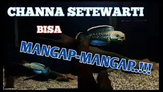 CHANNA STEWARTY KARBIALONG 13CM BISA MANGAP-MANGAP........