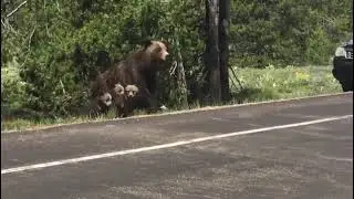 Grizzly 399 and quad cubs 2020