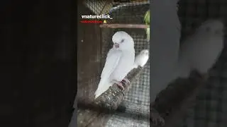 Cutest Baby Budgie, Whaite Red eye Albino Budgie Baby, #vnatureclick_ #shorts #budgies