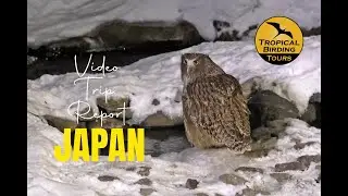 JAPAN IN WINTER - Video Trip Report