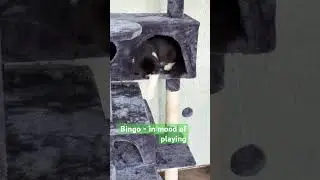 Bingo playing #bingothecat #cat #catvlogs #kitten #tuxedocat