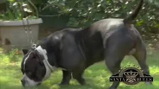 AMERICAN BULLY| DAX CACHORRO - ADULTO|  DAX PUPPY - ADULT | IN MEMORY OF ED SHEPHERD