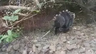 Comadreja y sus cr&iacute;as (Uruguay)