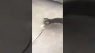 Crazy Cat goes on a Rampage