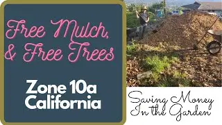 Chip Drop and the SDG&E Rebates 2022 for Trees Zone 10a California