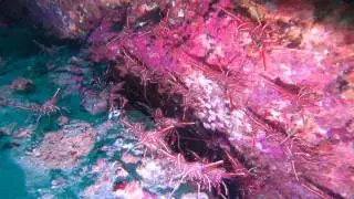 Rhynchocinetes uritai-Hingebeakshrimp  and adult