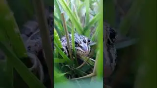 frog 🐸 #frog #nature #shorts #natureshorts #naturechannel #weeklydoseofnature #weeklydose #weekly