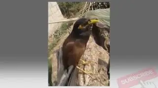 Crazy bird in Nepal ! Amazing bird who speaks few words very clearly.
