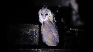 Rove Jungli | Raptors of Indian Subcontinent