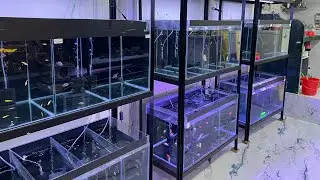 Premium Quality Discus Fish !! Cheapest Aquarium Shop In Mumbai || #viral #aquariumfish
