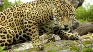 Jaguar under water swim in HD