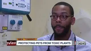 Veterinarian: Toxic plants pets should avoid in Las Vegas valley