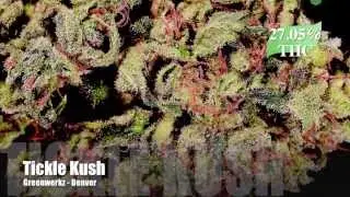 The Strongest Strains on Earth: 2014