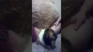 Meet my guinea pig! Marmaby